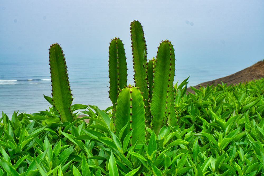 Peru