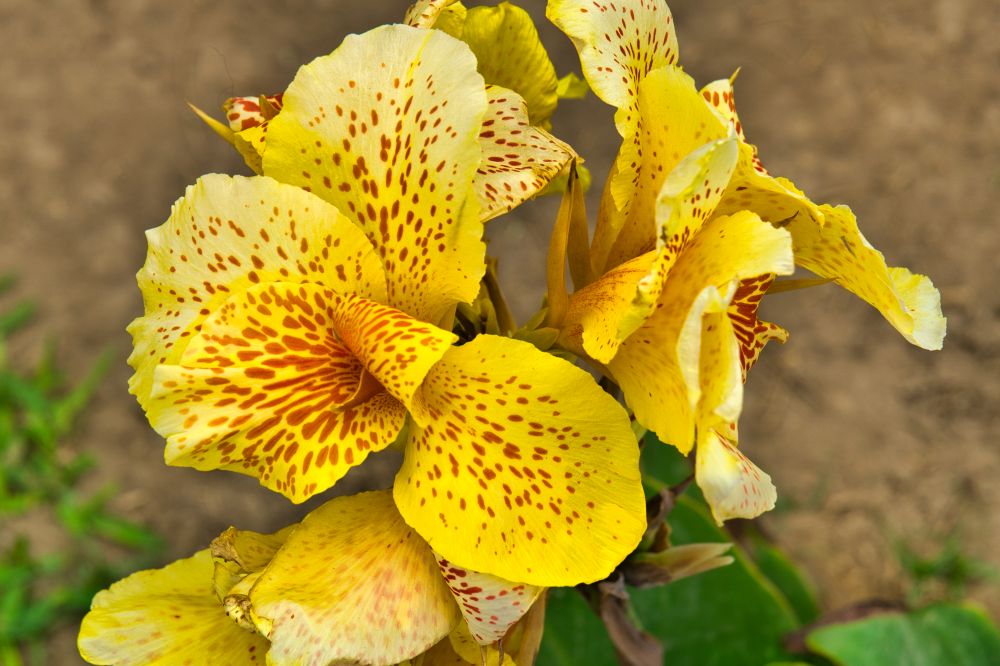 Peru