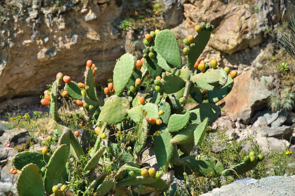 Peru