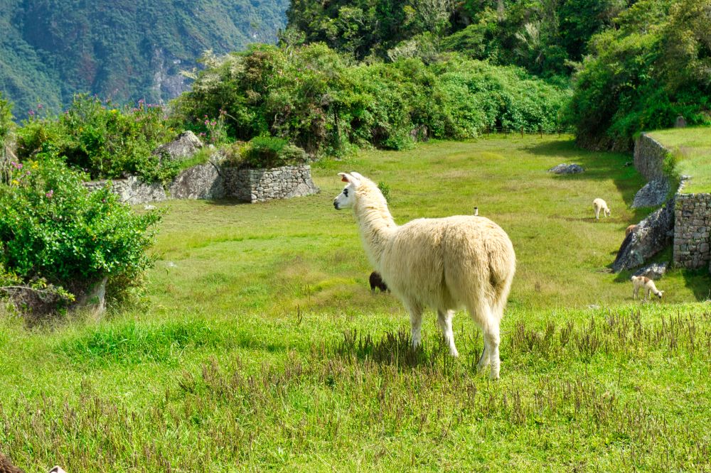 Peru