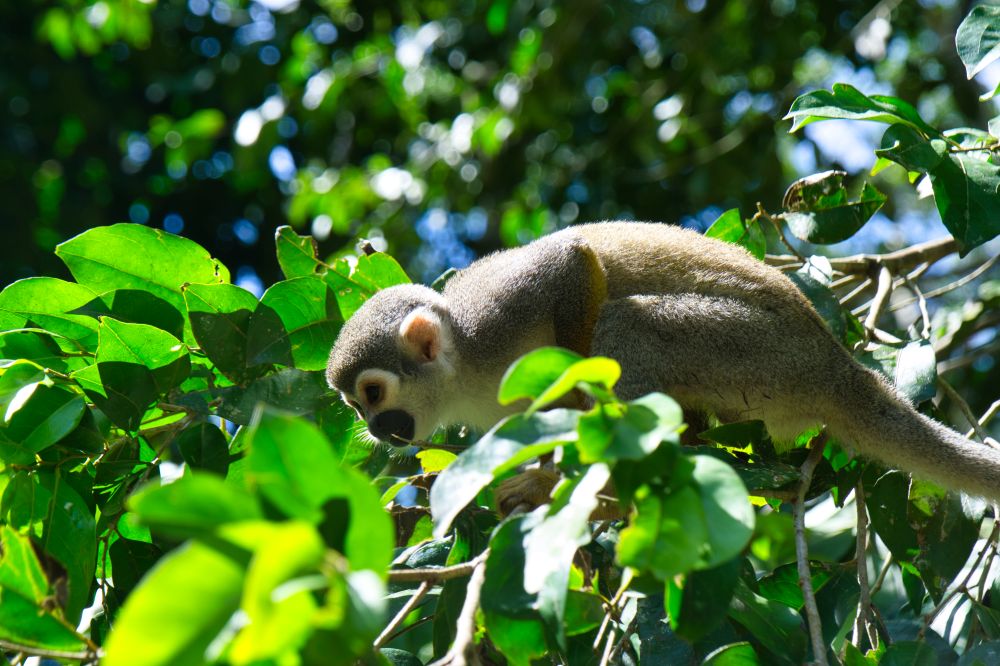 Peru