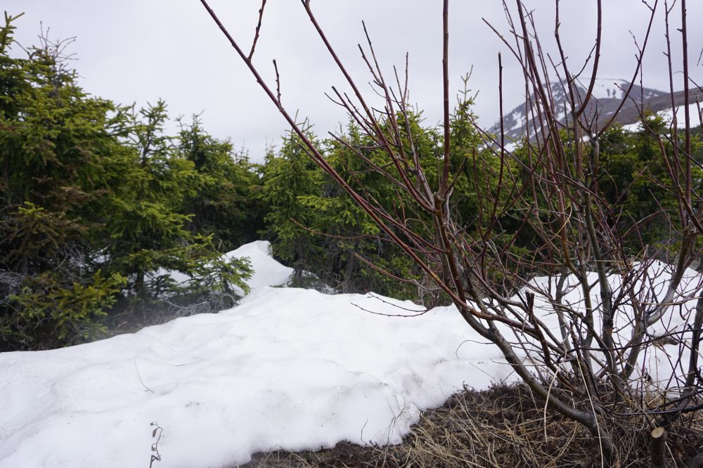 Alaska