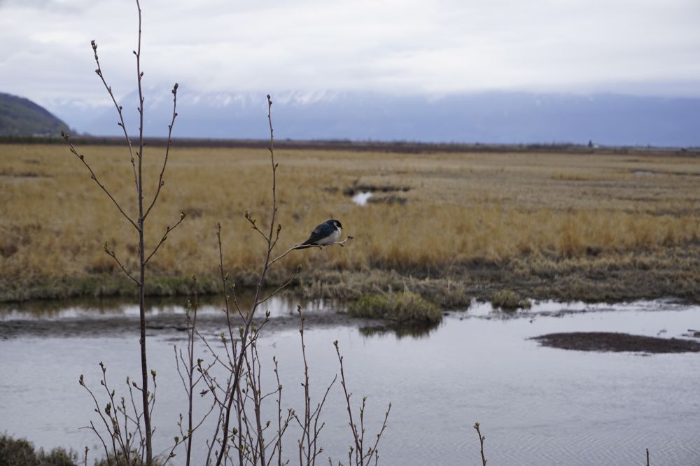 Alaska
