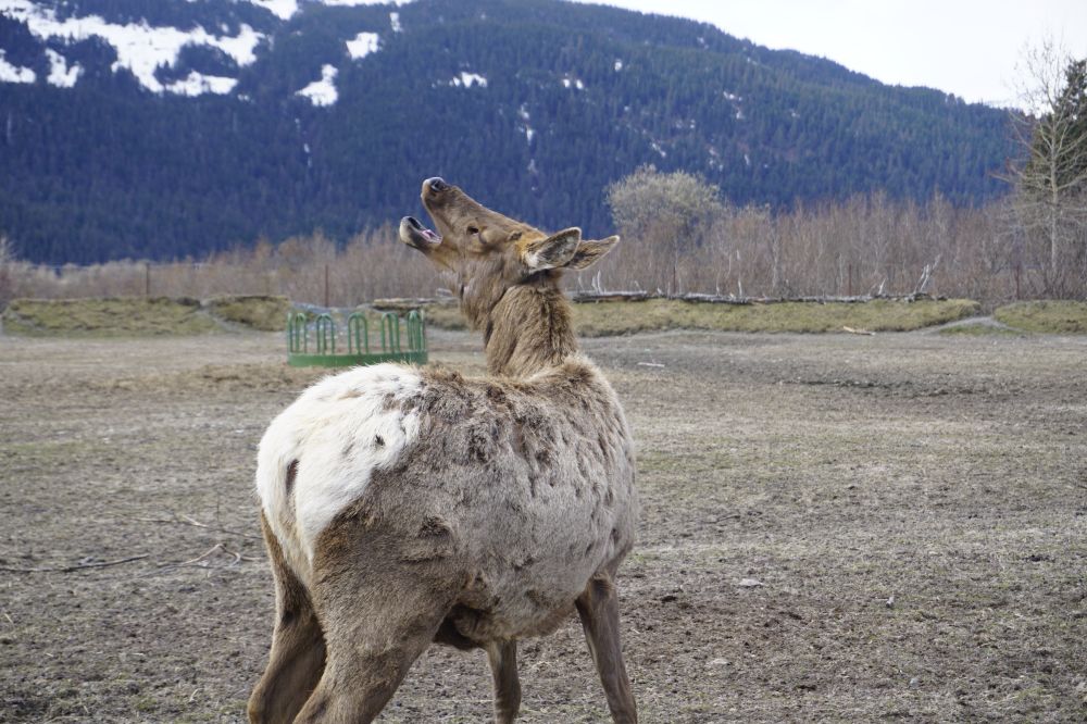 Alaska