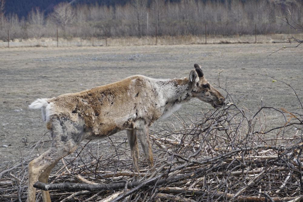 Alaska