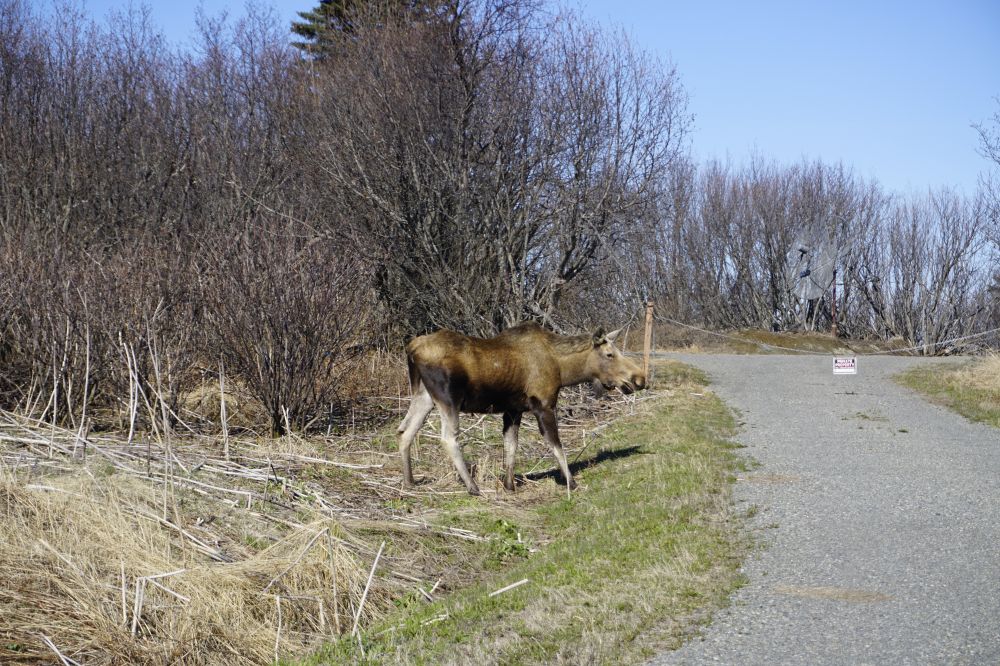 Alaska