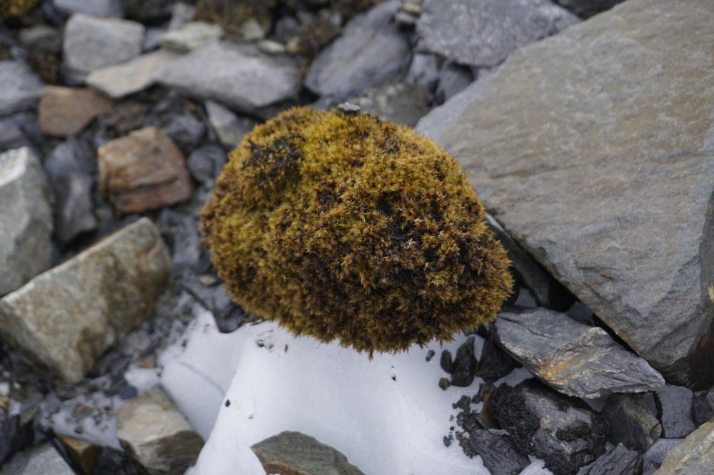 Alaska