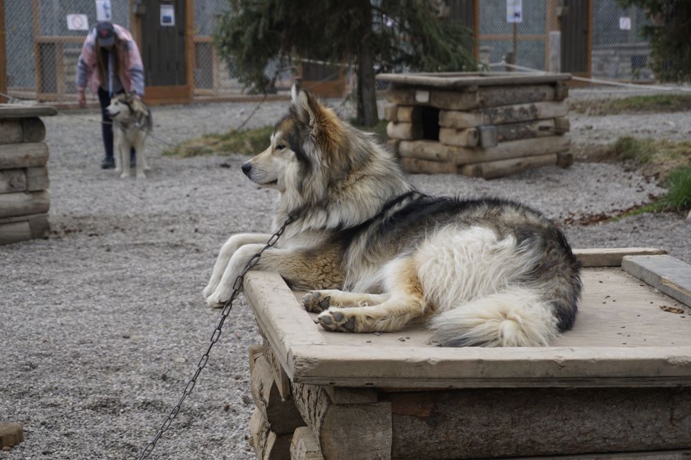 Alaska