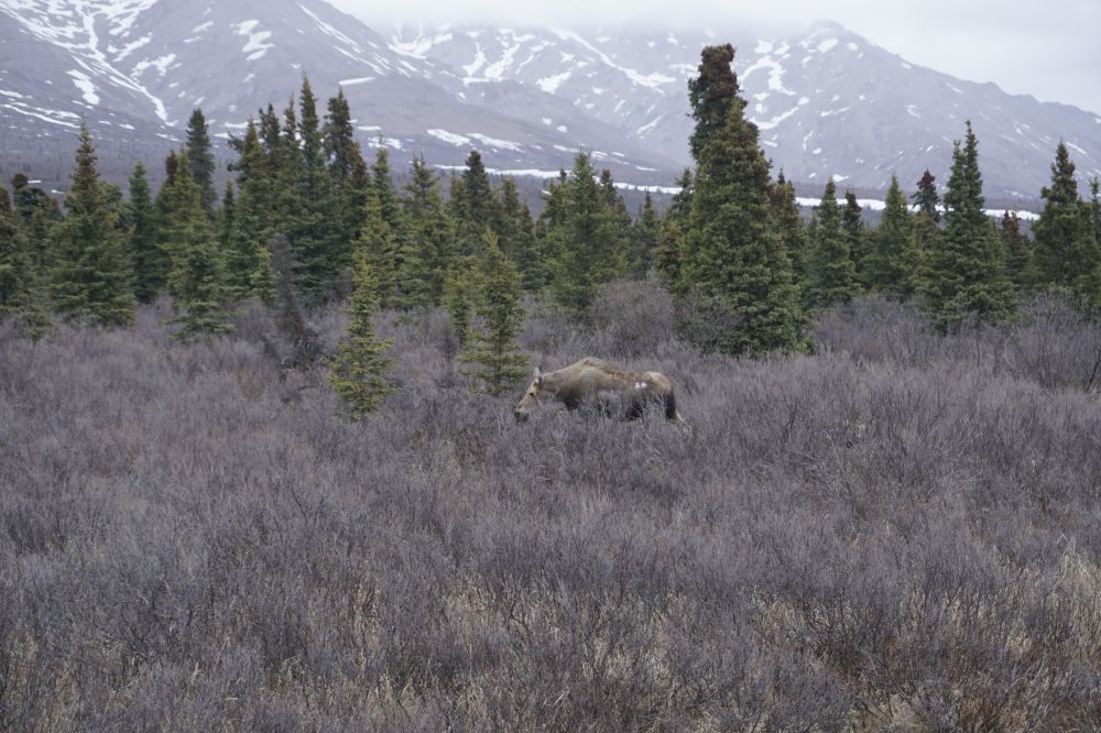 Alaska
