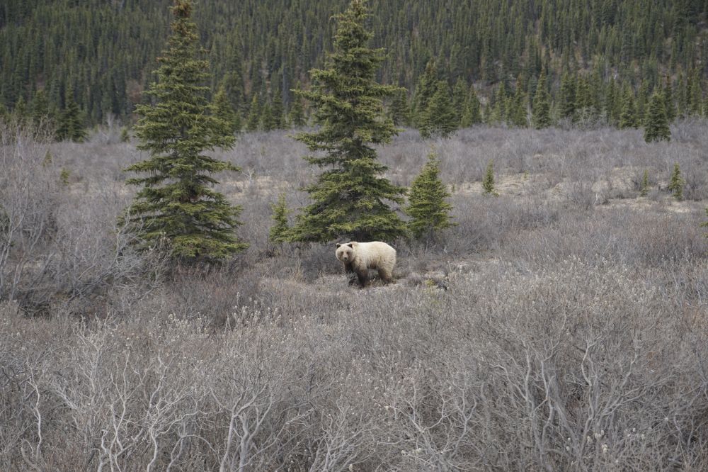 Alaska