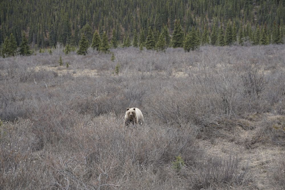 Alaska