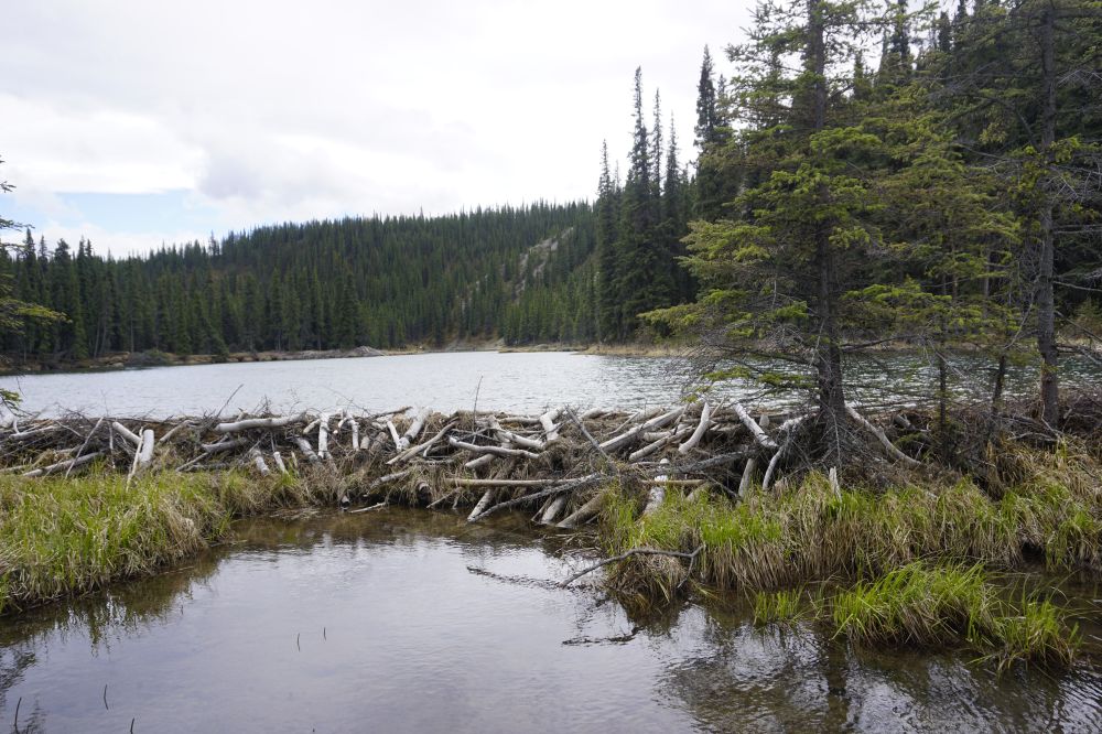 Alaska