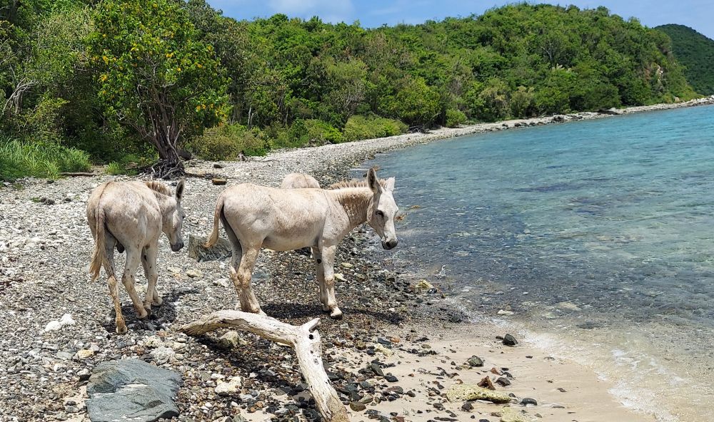 US Virgin Islands